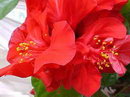 Rosa-sinensis